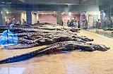 Mummified Crocodile Kom Ombo
